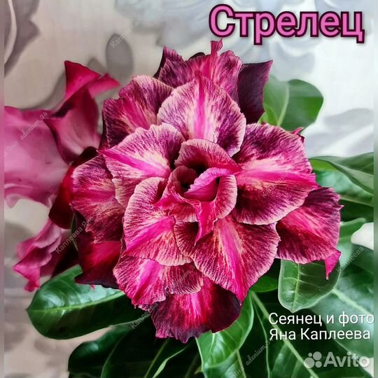 Адениум прививки Красные