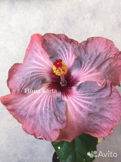 Сортовые гибискусы