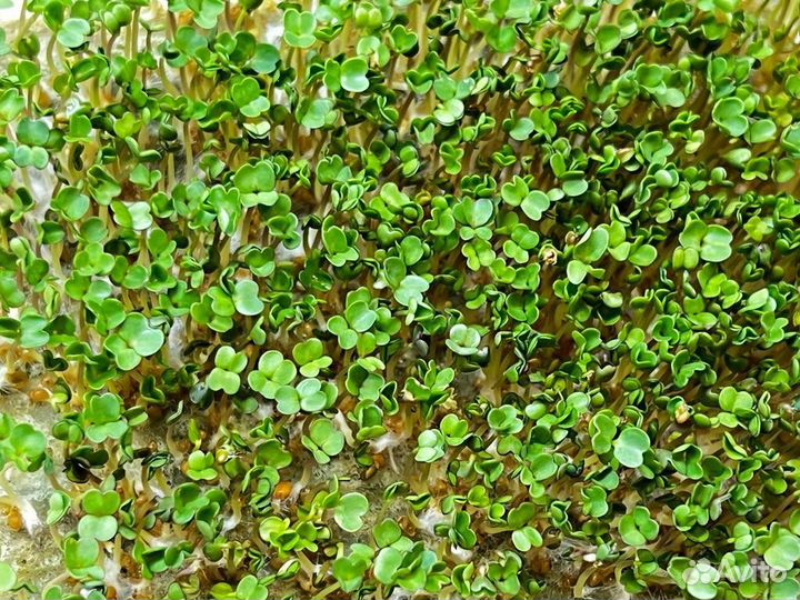 Контейнеры для выращивания растений (выс.50мм)