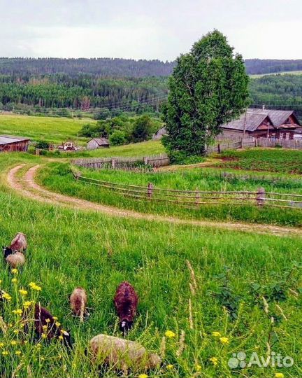 Аренда земли у государства,без торгов и через торг