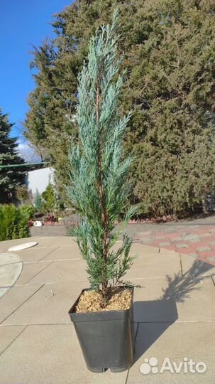 Можжевельник, растения для сада