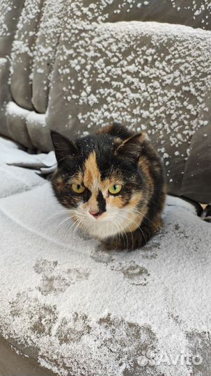 Кошка в добрые руки