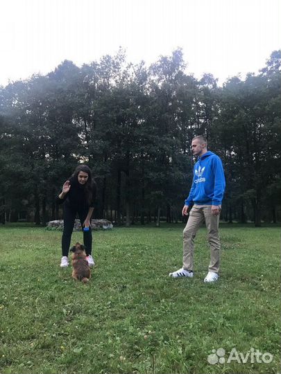 Дрессировка собак