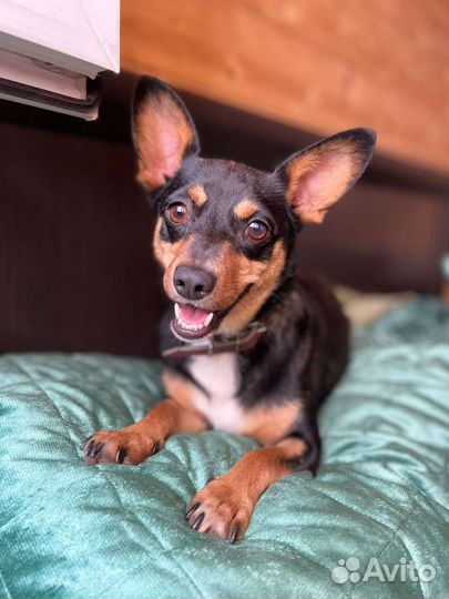 Маленькая собачка ждёт семью