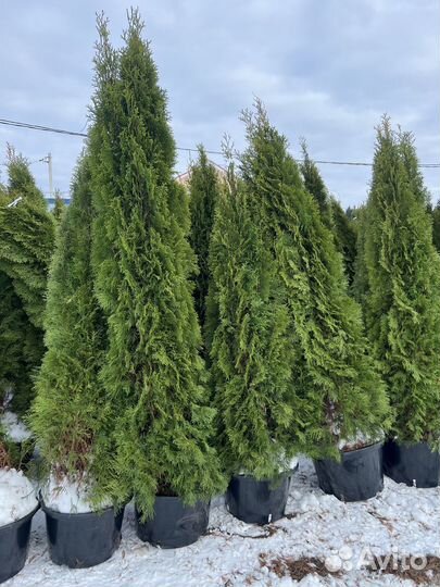 Туя западная 