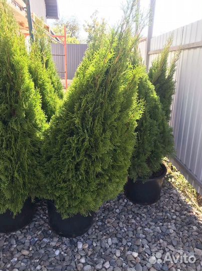 Туя Смарагд