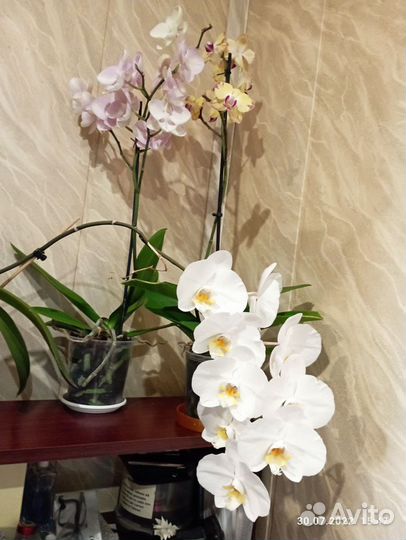 Орхидея фаленопсис