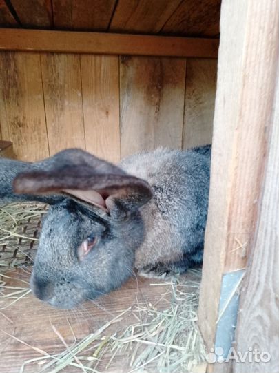 Кролики фландер