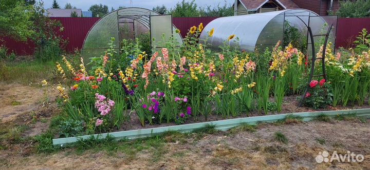 Многолетние цветы