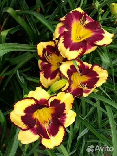 Лилейник Пампкин Бандит