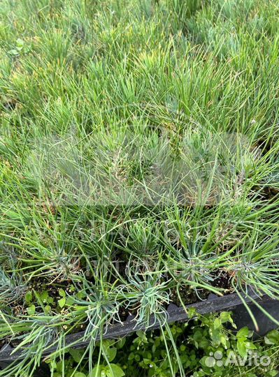 Предзаказ Горная сосна Мугус зкс сеянцы