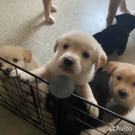 Щенки даром