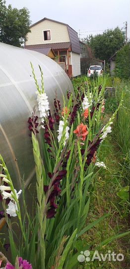 Гладиолусы луковицы