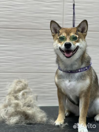 Груминг (Экспресс линька для собак)