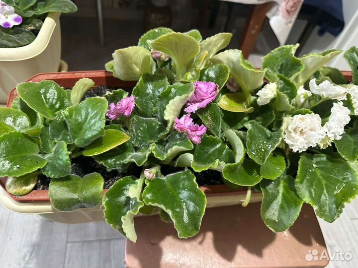 Фиалка в горшках