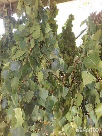 Веники для бани берёзовые и дубовые