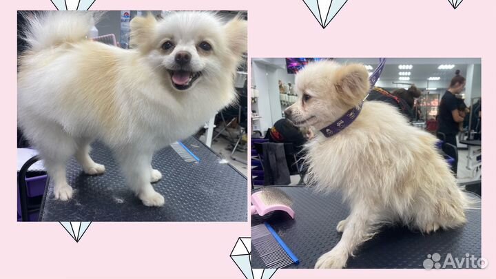 Груминг. Стрижка собак и кошек