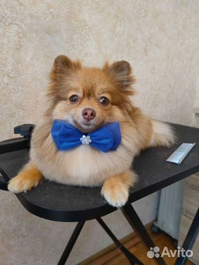 Аксессуары для собак