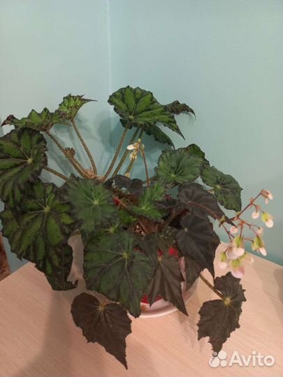 Бегония,алоэ,педилантус