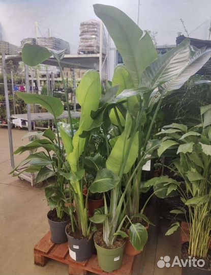 Стрелиция. Банановое дерево. Пальма, деревья, от