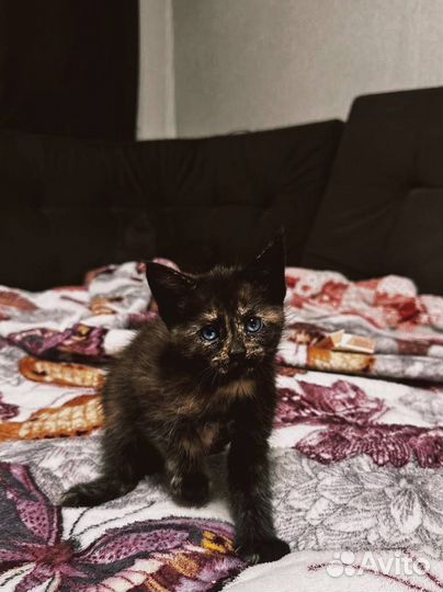 Котята отдам бесплатно