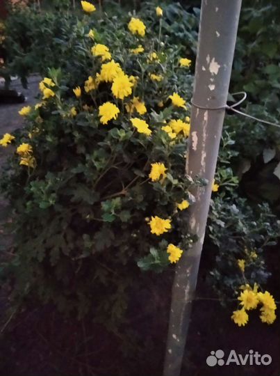 Хризантема Седая дама