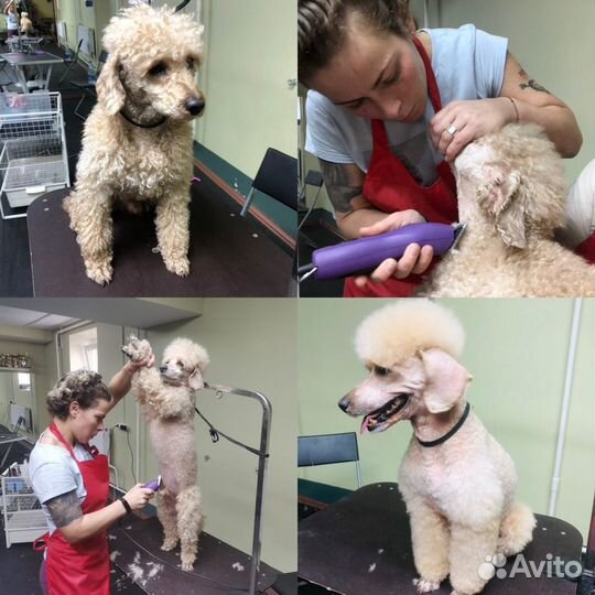 Стрижка собак/мойка собак/стрижка когтей