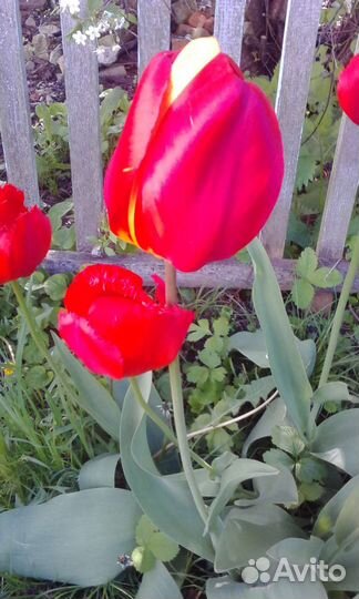 Луковицы тюльпанов