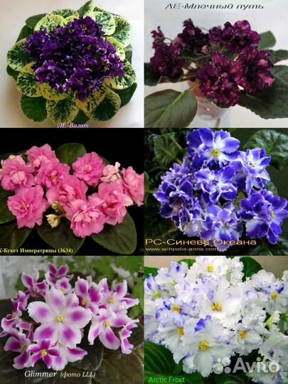 Наборы Чудесные детки и стартеры фиалок