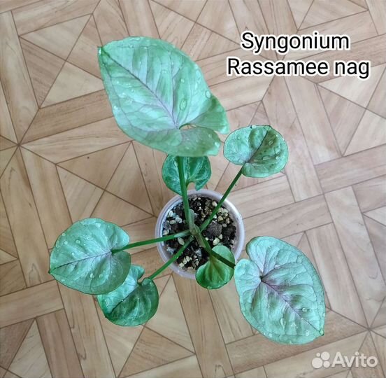 Сингониумы коллекционные #2