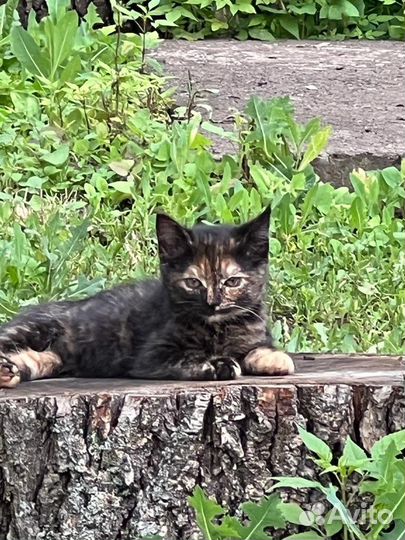 Две сестрички в дар