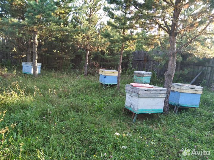 Пчёлы.Семьи