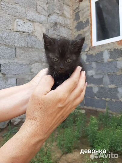 Котята с синими глазками в добрые семьи