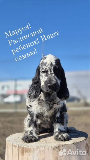 Собаки
