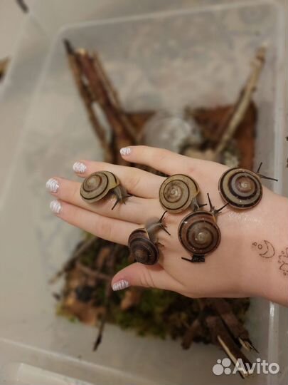 Улитки караколусы