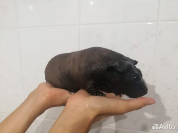 Морская свинка болдуин