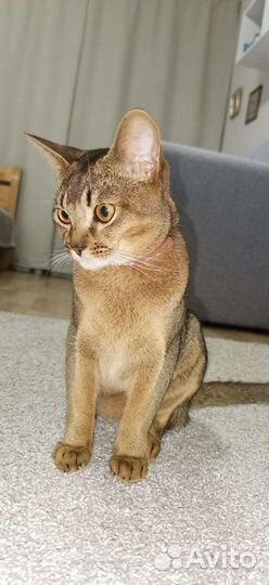Абиссинский кот