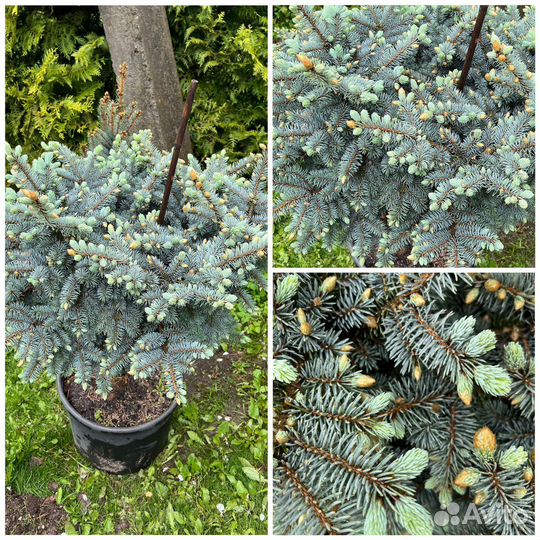 Ель голубая Глаука Глобоза Нана