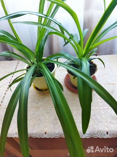 Хлорофитум