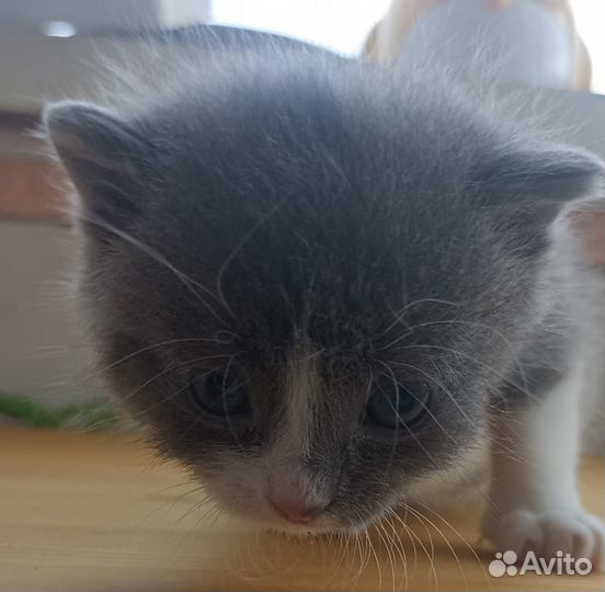 Котенок в дар