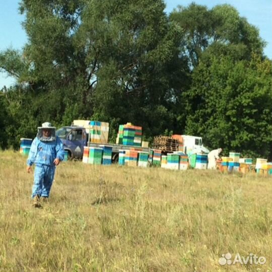 Мёд с пасеки 23 года