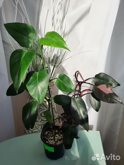 Филодендрон розовая принцесса