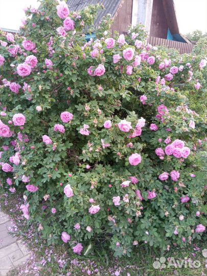 Роза парковая саженцы