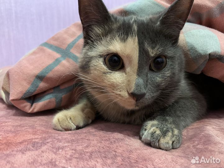 Кошечка Эля в добрые руки