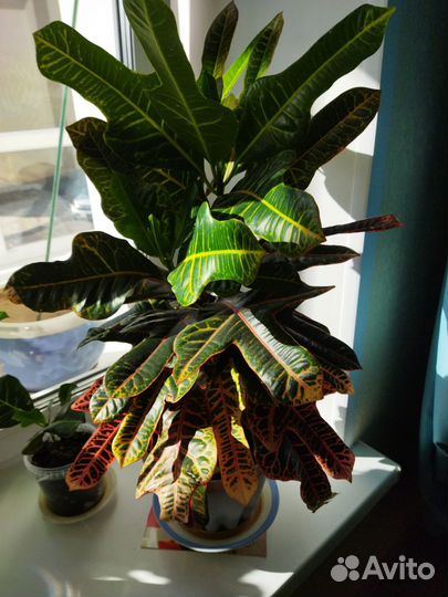 Кротон кодиеум