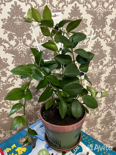 Эсхинантус/Фикус Дунетти/Аглаонема Сильвер Кинг