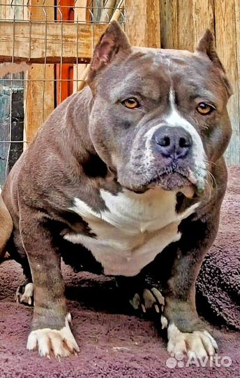 Щеночки американских булли покет