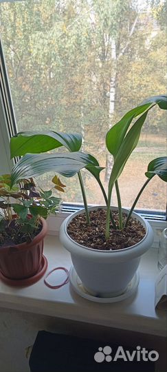 Эухарис амазонская лилия, фикус, ктенанта