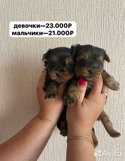 Йоркширский терьер щенки мини