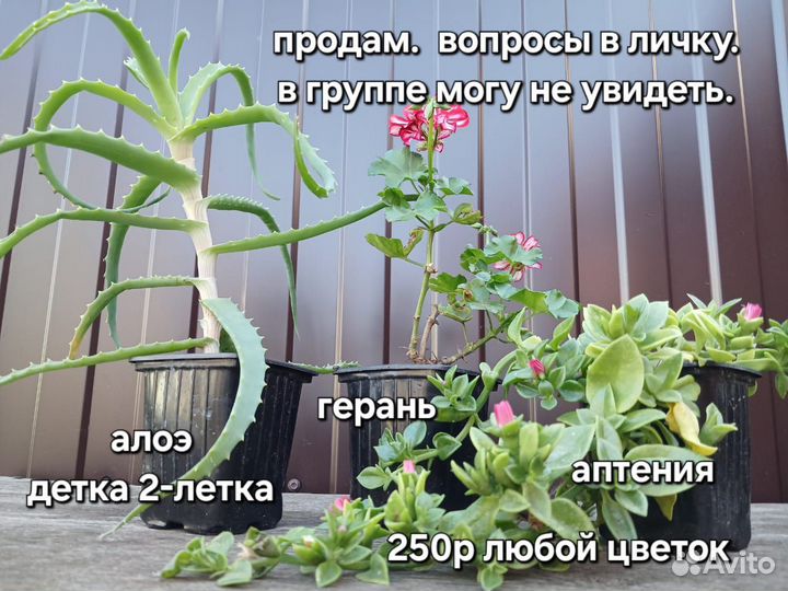 Домашние растения цветы